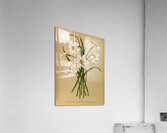 Album van Eeden : Haarlems flora : 1872-1881 Acrylic Print