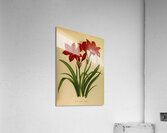 Album van Eeden : Haarlems flora : 1872-1881 Acrylic Print