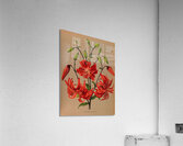 Album van Eeden : Haarlems flora : 1872-1881 Acrylic Print