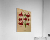 Album van Eeden : Haarlems flora : 1872-1881 Acrylic Print