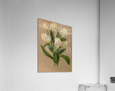 Album van Eeden : Haarlems flora : 1872-1881 Acrylic Print
