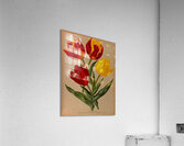 Album van Eeden : Haarlems flora : 1872-1881 Acrylic Print