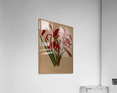 Album van Eeden : Haarlems flora : 1872-1881 Acrylic Print