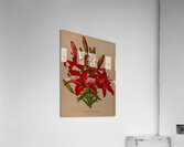 Album van Eeden : Haarlems flora : 1872-1881 Acrylic Print