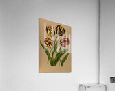 Album van Eeden : Haarlems flora : 1872-1881 Acrylic Print
