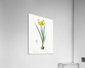 Daffodil illustration  Acrylic Print