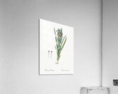 Ferraria illustration  Acrylic Print