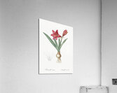Hippeastrum illustration  Acrylic Print