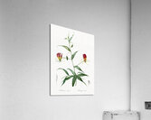 Flame lily illustration  Acrylic Print