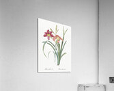 Orange day lily illustration  Acrylic Print