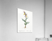 Lady slipper orchid illustration  Acrylic Print