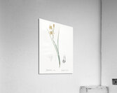 Lady slipper orchid illustration  Acrylic Print