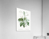 Daylily illustration  Acrylic Print