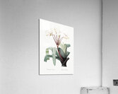 Crinum erubescens illustration  Acrylic Print