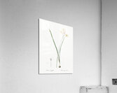 Ixia longiflora illustration  Acrylic Print