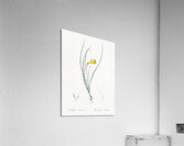 Daffodil illustration  Acrylic Print