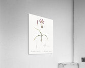 Spring meadow saffron illustration  Acrylic Print