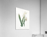 Iris florentina illustration  Acrylic Print