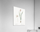 Lady tulip illustration  Acrylic Print