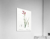 Gladiolus cunonius illustration  Acrylic Print