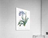 Lily of the Nile illustration  Acrylic Print