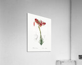 Lily illustration  Acrylic Print