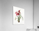 Lily illustration  Acrylic Print