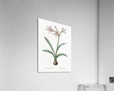 Amaryllis illustration  Acrylic Print