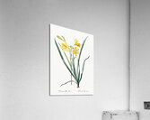 Daylily illustration  Acrylic Print