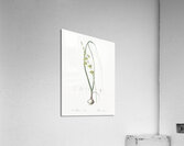 Albuca illustration Acrylic Print