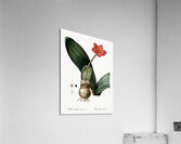 Blood lily illustration  Acrylic Print
