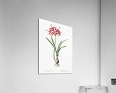 Guernsey lily illustration  Acrylic Print