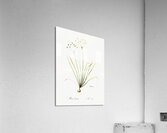 Allium straitum illustration  Acrylic Print