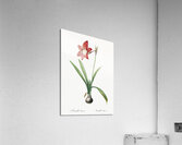 Hippeastrum illustration  Acrylic Print
