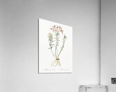 Lily of the Incas illustration  Acrylic Print