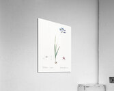 Galaxia ixiaeflora illustration  Acrylic Print