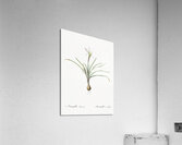 Rain lily illustration  Acrylic Print