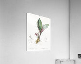 Koemferia longa illustration  Acrylic Print