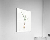 Gladiolus inclinatus illustration  Acrylic Print