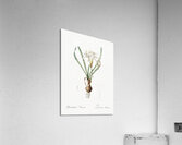 Sea daffodil illustration  Acrylic Print
