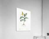 Yellow Lady Slipper Orchid illustration Acrylic Print