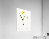 Tulipa celsiana illustration  Acrylic Print