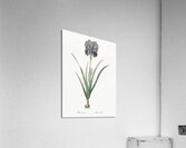 Mourning iris illustration  Acrylic Print