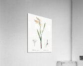 Gladiolus cuspidatus illustration  Acrylic Print