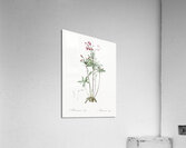 Lily of the Incas illustration  Acrylic Print