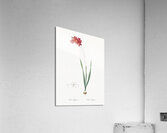 Ixia filiformis illustration  Acrylic Print