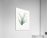 Fortnight lily illustration  Acrylic Print