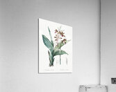 Limodorum tankervilleae illustration  Acrylic Print