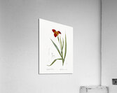 Tiger flower illustration  Acrylic Print