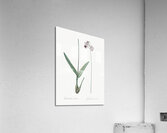 Epidendrum bifidum illustration  Acrylic Print